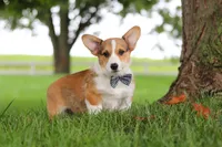 Clark, a male Pembroke Welsh Corgi for sale in Sugarcreek, OH – 5 of 8