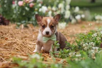 Clark, a male Pembroke Welsh Corgi for sale in Sugarcreek, OH – 3 of 10