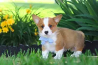 Caleb, a male Pembroke Welsh Corgi for sale in Sugarcreek, OH – 5 of 9