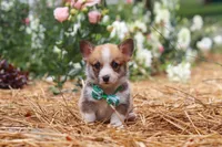 Blake, a male Pembroke Welsh Corgi for sale in Sugarcreek, OH – 6 of 10
