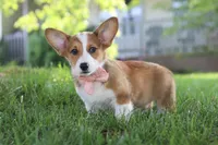 Holly, a female Pembroke Welsh Corgi for sale in Sugarcreek, OH – 4 of 6