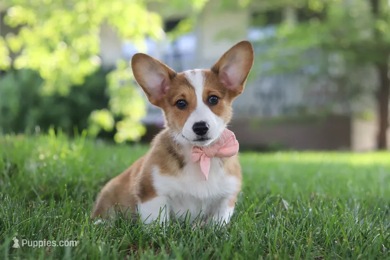 Holly – Pembroke Welsh Corgi puppy for sale in Sugarcreek, OH