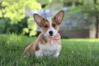 Holly, a female Pembroke Welsh Corgi for sale in Sugarcreek, OH – 1 of 6