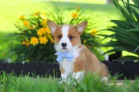 Caleb, a male Pembroke Welsh Corgi for sale in Sugarcreek, OH – 2 of 9