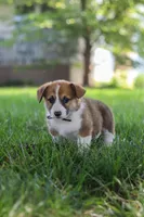 Chase, a male Pembroke Welsh Corgi for sale in Sugarcreek, OH – 2 of 8
