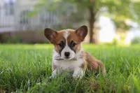 Kobe, a male Pembroke Welsh Corgi for sale in Sugarcreek, OH – 5 of 7