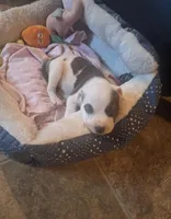 Naomi, a female American Pit Bull Terrier for sale in Providence Forge, VA – Photo 4 of 8