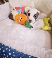 Naomi, a female American Pit Bull Terrier for sale in Providence Forge, VA – Photo 2 of 8