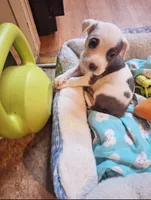 Naomi, a female American Pit Bull Terrier for sale in Providence Forge, VA – Photo 8 of 8