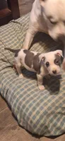Naomi, a female American Pit Bull Terrier for sale in Providence Forge, VA – Photo 6 of 8