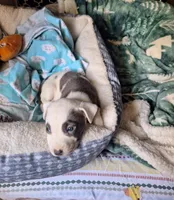 Naomi, a female American Pit Bull Terrier for sale in Providence Forge, VA – Photo 1 of 8