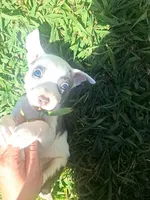 Naomi, a female American Pit Bull Terrier for sale in Providence Forge, VA – Photo 5 of 8