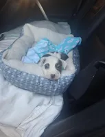 Naomi, a female American Pit Bull Terrier for sale in Providence Forge, VA – Photo 7 of 8