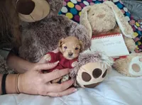 Muffin, a female Maltipoo for sale in Providence Forge, VA – Photo 9 of 10