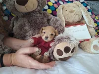 Muffin, a female Maltipoo for sale in Providence Forge, VA – Photo 2 of 10