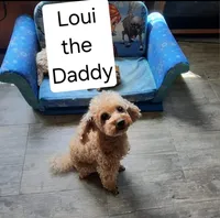 Muffin, a female Maltipoo for sale in Providence Forge, VA – Photo 7 of 10