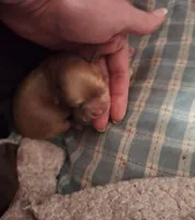 Muffin, a female Maltipoo for sale in Providence Forge, VA – Photo 5 of 10