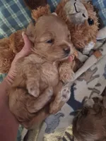 Muffin, a female Maltipoo for sale in Providence Forge, VA – Photo 3 of 10