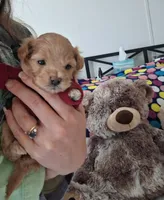 Muffin, a female Maltipoo for sale in Providence Forge, VA – Photo 4 of 10