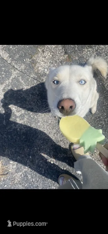 Luna – German Shepherd Dog, Alaskan Husky puppy for sale in Sauk Village, IL