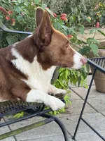 Yoshi, a male Cardigan Welsh Corgi for sale in Dade City, FL – 7 of 7