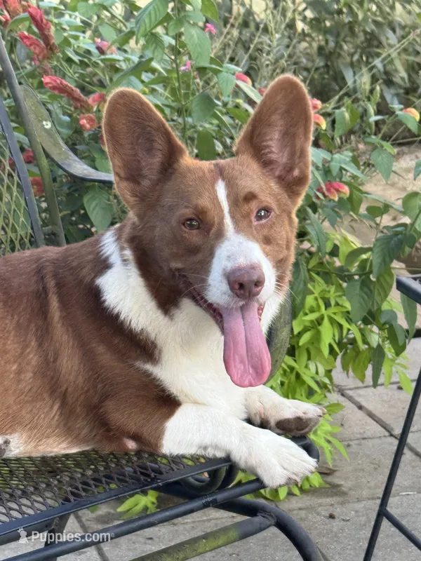 Yoshi – Cardigan Welsh Corgi puppy for sale in Dade City, FL