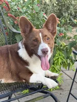 Yoshi, a male Cardigan Welsh Corgi for sale in Dade City, FL – 1 of 7