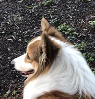 Whiskey, a male Pembroke Welsh Corgi for sale in Dade City, FL – Photo 2 of 10