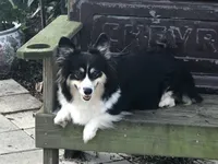Heidi, a female Pembroke Welsh Corgi for sale in Dade City, FL – Photo 4 of 5