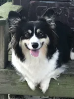 Heidi, a female Pembroke Welsh Corgi for sale in Dade City, FL – Photo 5 of 5