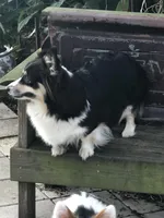 Heidi, a female Pembroke Welsh Corgi for sale in Dade City, FL – Photo 3 of 5