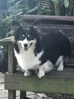 Heidi, a female Pembroke Welsh Corgi for sale in Dade City, FL – Photo 1 of 5