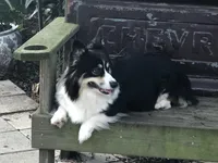 Heidi, a female Pembroke Welsh Corgi for sale in Dade City, FL – Photo 2 of 5