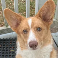 Cracker Jax, a male Cardigan Welsh Corgi and Pembroke Welsh Corgi for sale in Dade City, FL – 1 of 1