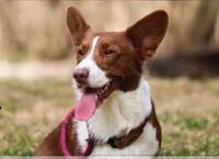 Yoshi, a male Cardigan Welsh Corgi for sale in Dade City, FL – 2 of 3