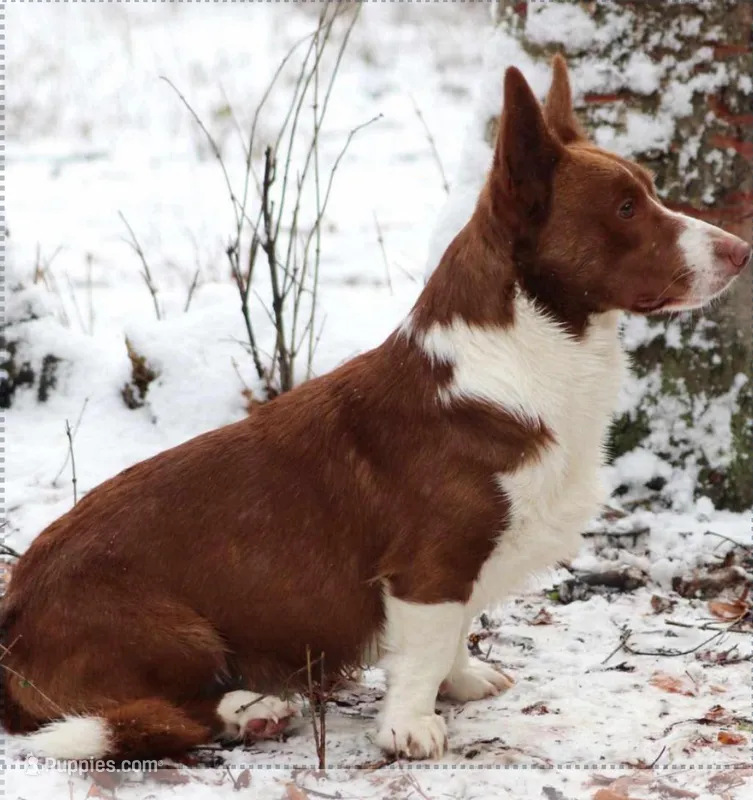 Yoshi – Cardigan Welsh Corgi puppy for sale in Dade City, FL
