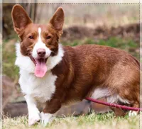 Yoshi, a male Cardigan Welsh Corgi for sale in Dade City, FL – 3 of 3