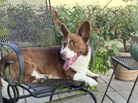 Yoshi, a male Cardigan Welsh Corgi for sale in Dade City, FL – 6 of 7