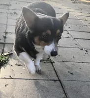 Shady, a female Pembroke Welsh Corgi for sale in Dade City, FL – Photo 1 of 5