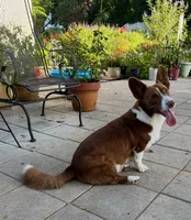 Yoshi, a male Cardigan Welsh Corgi for sale in Dade City, FL – 5 of 7