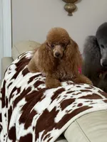Reba , a female Poodle - Toy  for sale in Midland, GA – 1 of 4