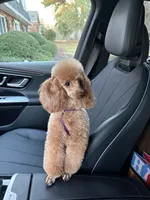 Reba , a female Poodle - Toy  for sale in Midland, GA – 4 of 4