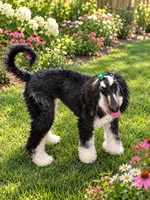 Sophie, a female Afghan Hound for sale in Midland, GA – 1 of 2