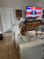 Reba , a female Poodle - Toy  for sale in Midland, GA – 2 of 4