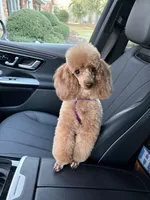 Reba , a female Poodle - Toy  for sale in Midland, GA – 3 of 4