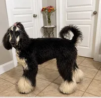 Sophie, a female Afghan Hound for sale in Midland, GA – 2 of 2