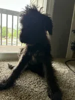 bear, a male Airedale Terrier for sale in University Park, IL – 3 of 4