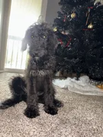 bear, a male Airedale Terrier for sale in University Park, IL – 1 of 4