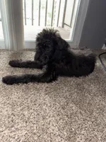 bear, a male Airedale Terrier for sale in University Park, IL – 4 of 4