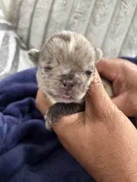 Merle (Blue Ribbon), a male French Bulldog for sale in Slidell, LA – Photo 2 of 5